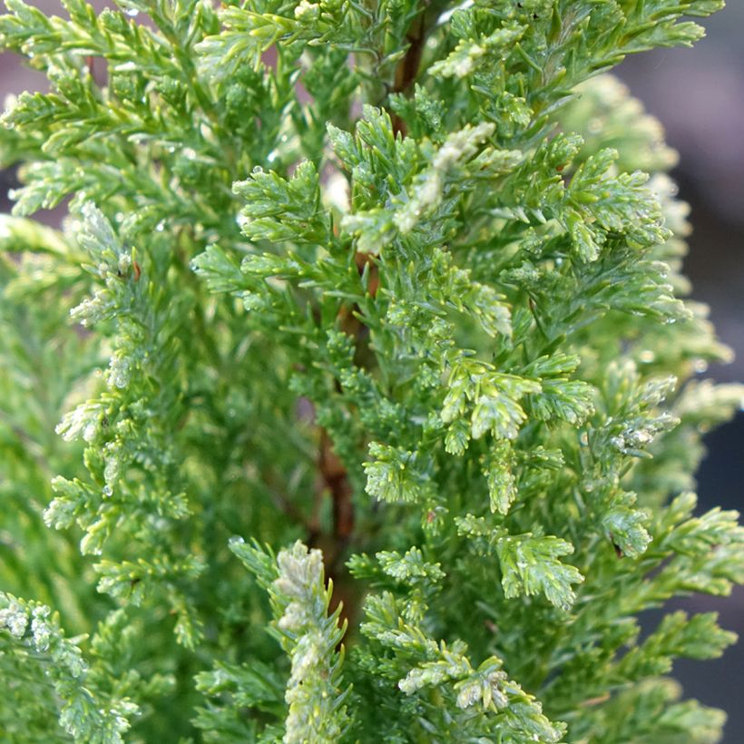 Chamaecyparis lawsoniana Elwood's Gold (Follaje)