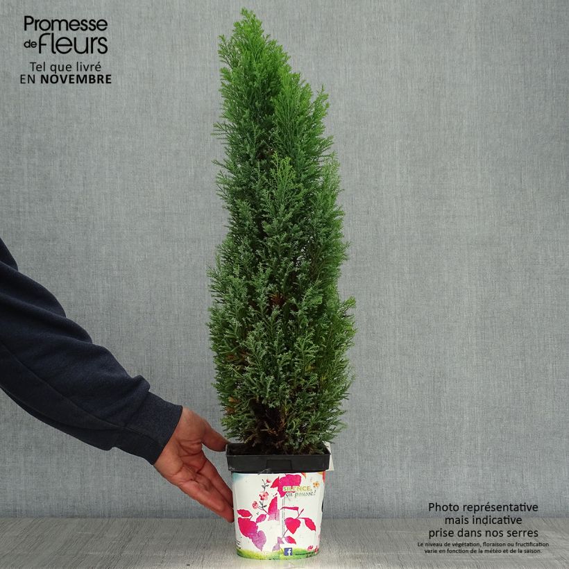 Ejemplar de Chamaecyparis lawsoniana Elwoodii Maceta 2L/3L entregado en otoño