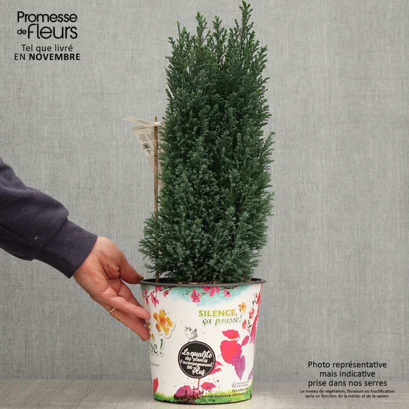 Ejemplar de Chamaecyparis lawsoniana Elwoodii Maceta 4L/5L entregado en otoño