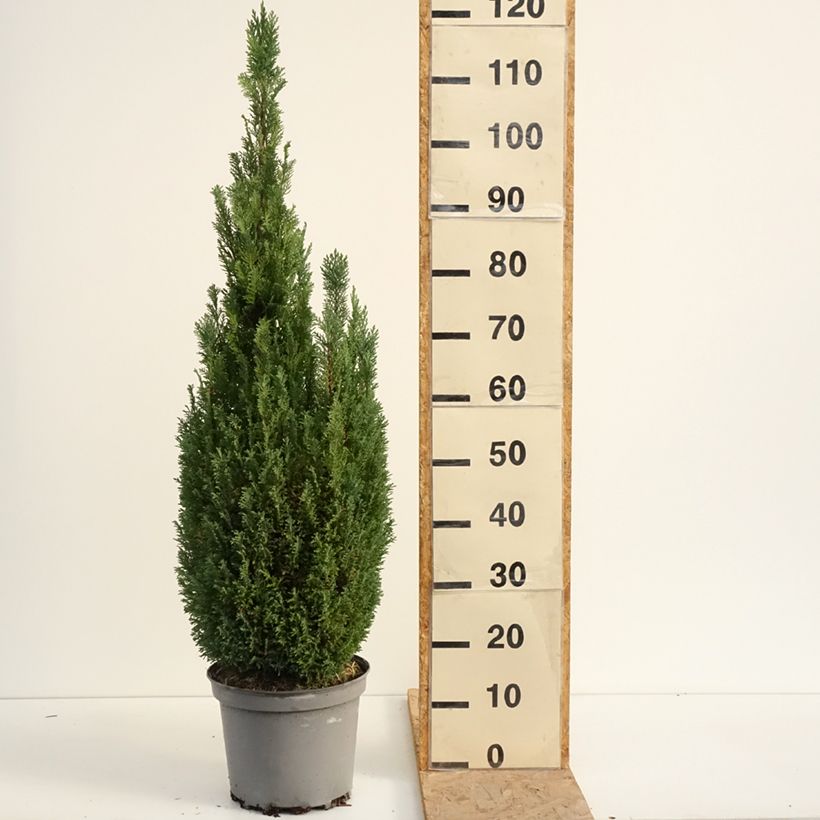 Ejemplar de Chamaecyparis lawsoniana Elwoodii Maceta 7,5L/10L entregado en verano