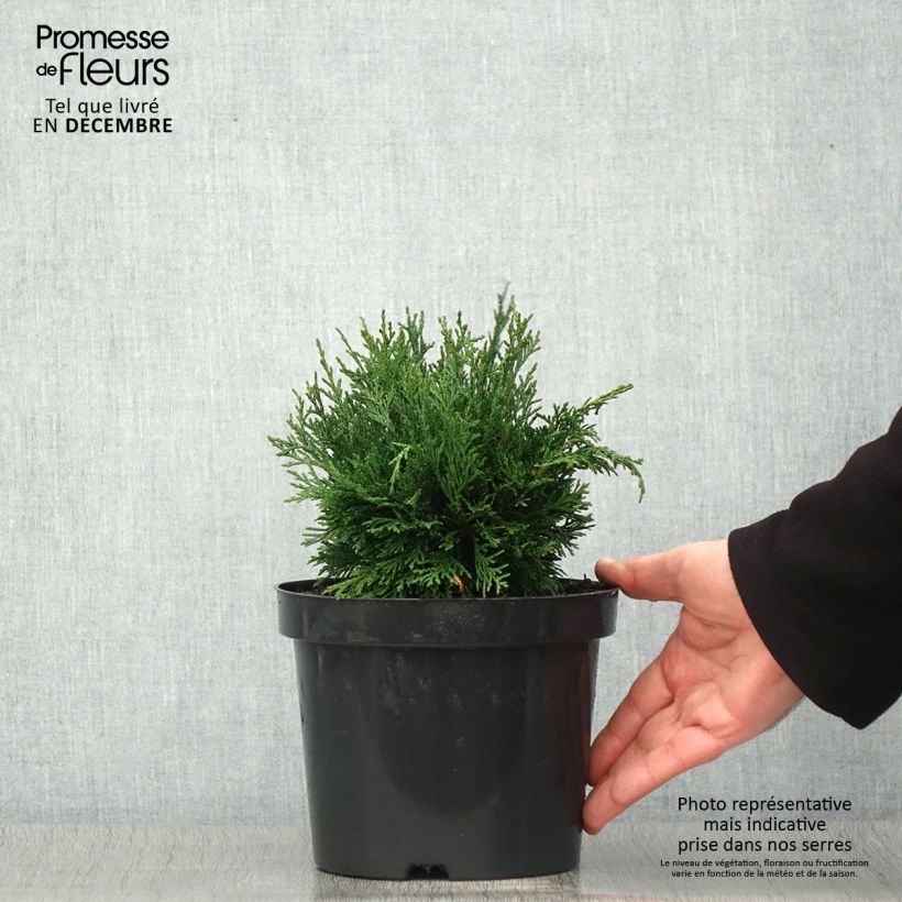 Ejemplar de Chamaecyparis lawsoniana Green Globe Maceta 2L/3L entregado en otoño