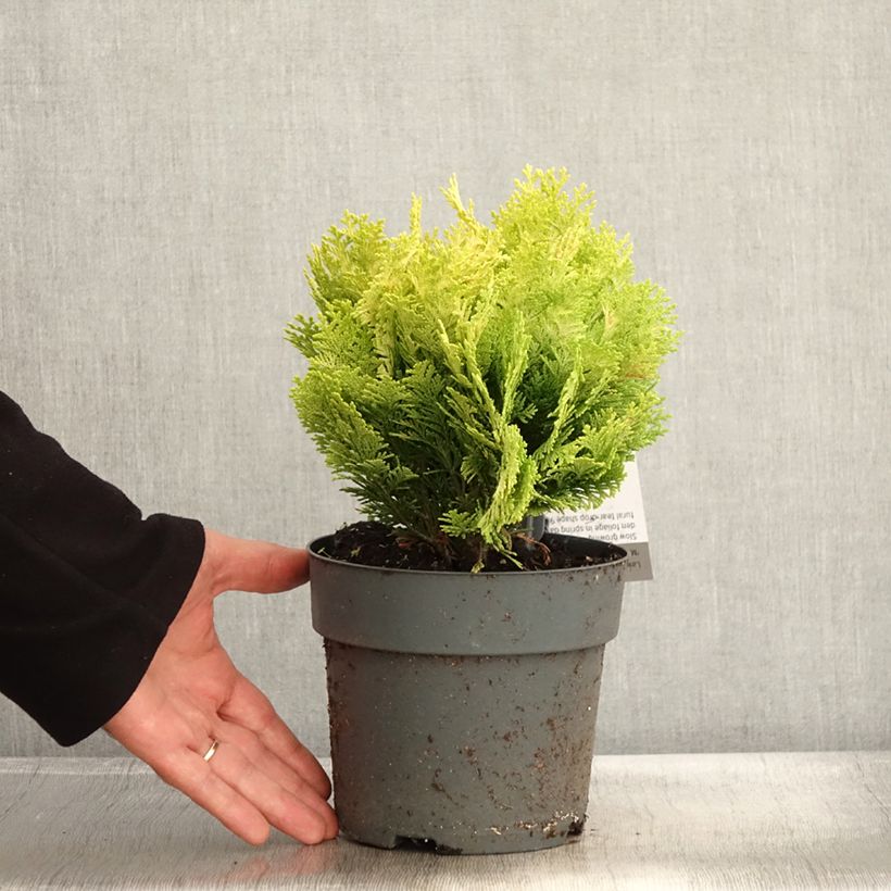 Ejemplar de Chamaecyparis lawsoniana Minima Aurea Maceta 2L/3L entregado en otoño