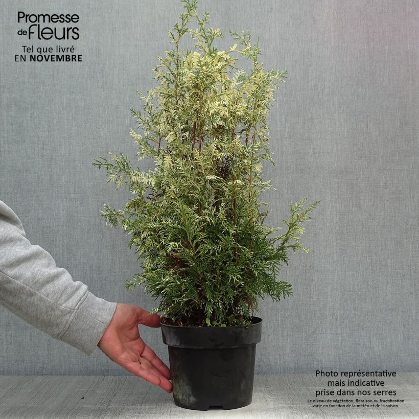 Ejemplar de Chamaecyparis lawsoniana Pearly Swirls Maceta 2L/3L entregado en otoño
