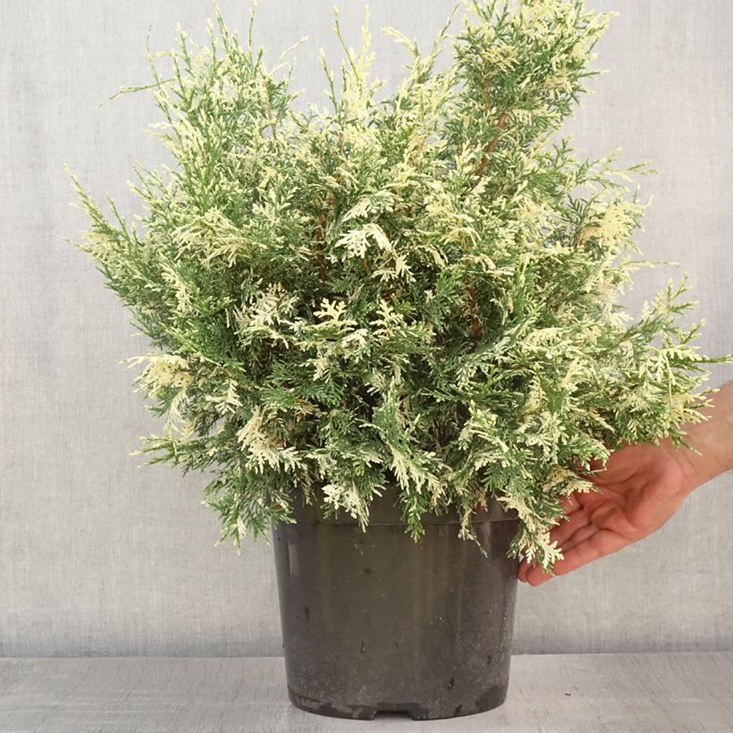 Ejemplar de Chamaecyparis lawsoniana Pearly Swirls - Cyprès de Lawson en pot de 7,5/10L entregado en verano