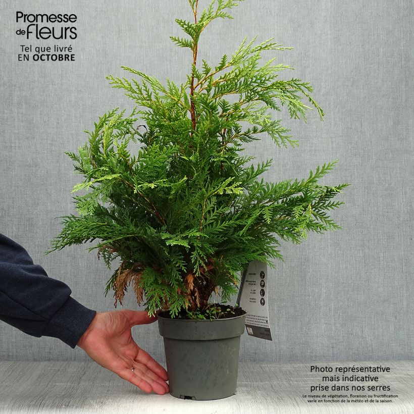 Ejemplar de Chamaecyparis lawsoniana Sunkist Maceta 2L/3L entregado en otoño