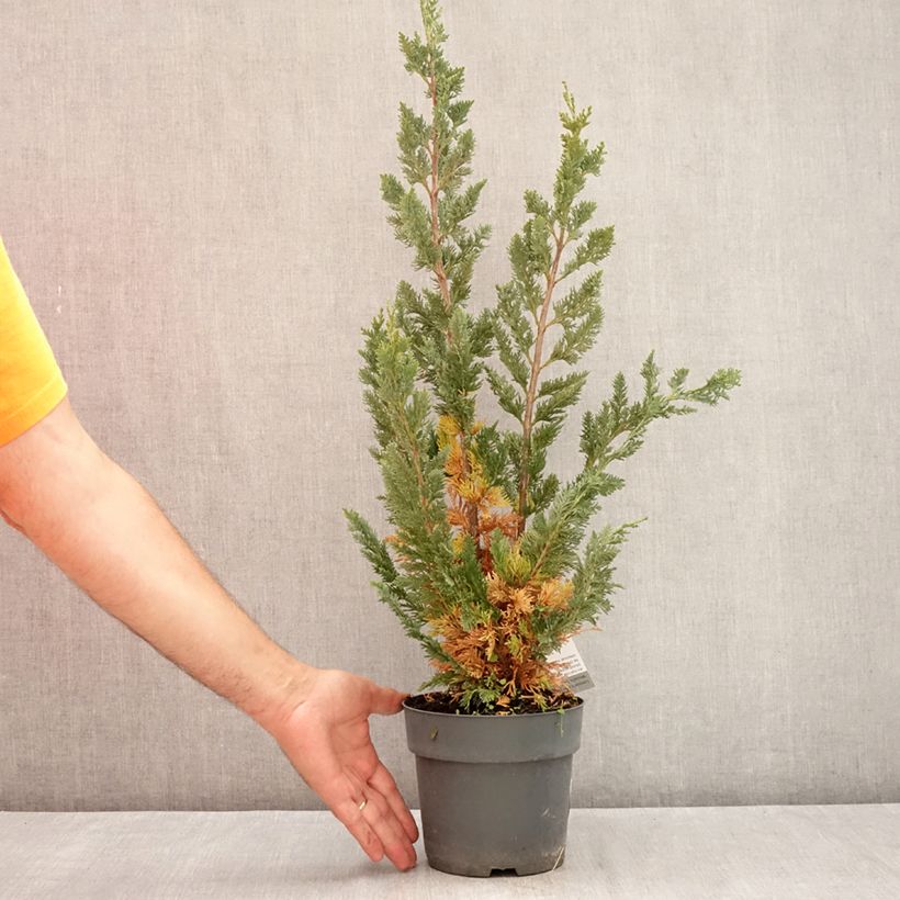 Ejemplar de Chamaecyparis lawsoniana Wissel's Saguaro Maceta 2L/3L entregado en verano