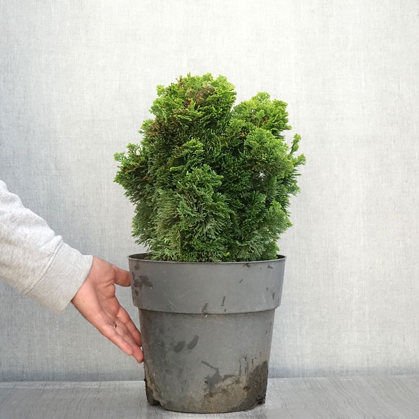 Ejemplar de Chamaecyparis obtusa Aurea - Ciprés hinoki Maceta 12L/15L entregado en otoño