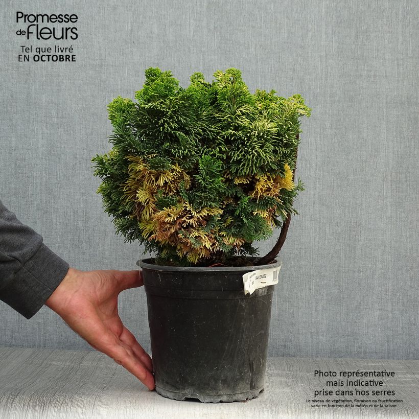 Ejemplar de Chamaecyparis obtusa Aurora - Ciprés hinoki Maceta 4L/5L entregado en otoño