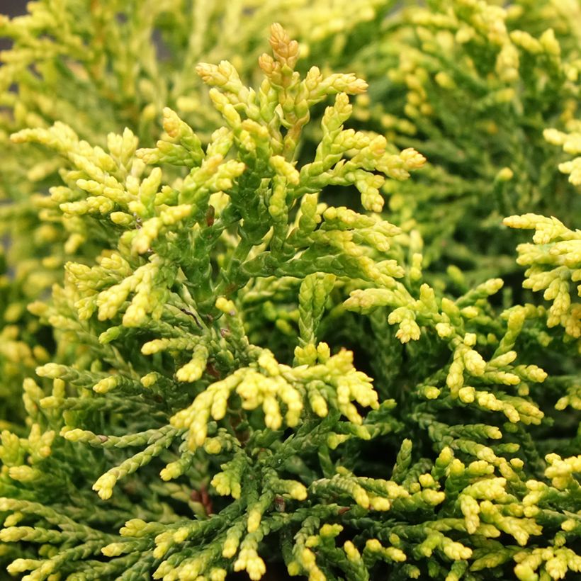 Chamaecyparis obtusa Butterball - Ciprés hinoki (Follaje)