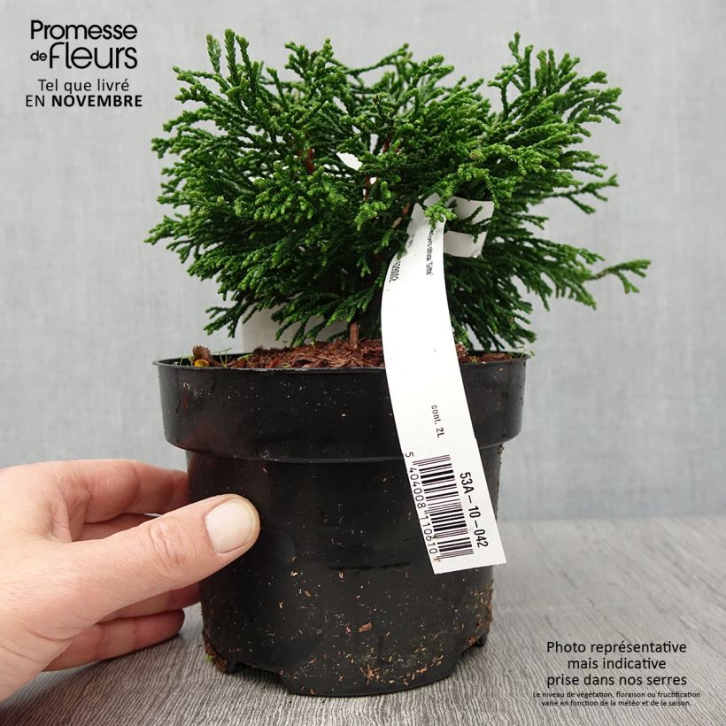 Ejemplar de Chamaecyparis obtusa Gitte - Ciprés hinoki Maceta 2L/3L entregado en otoño