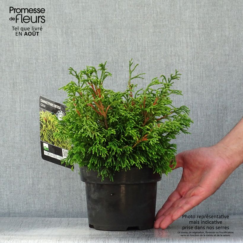 Ejemplar de Chamaecyparis obtusa Gitte - Ciprés hinoki Maceta 2L/3LAltura de entrega aprox. 15/20cm entregado en verano