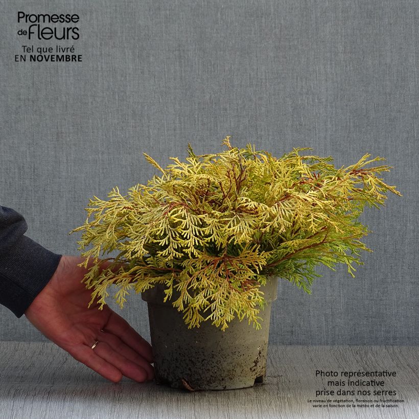 Ejemplar de Chamaecyparis obtusa Kamarachiba - Ciprés hinoki Maceta 2L/3L entregado en otoño