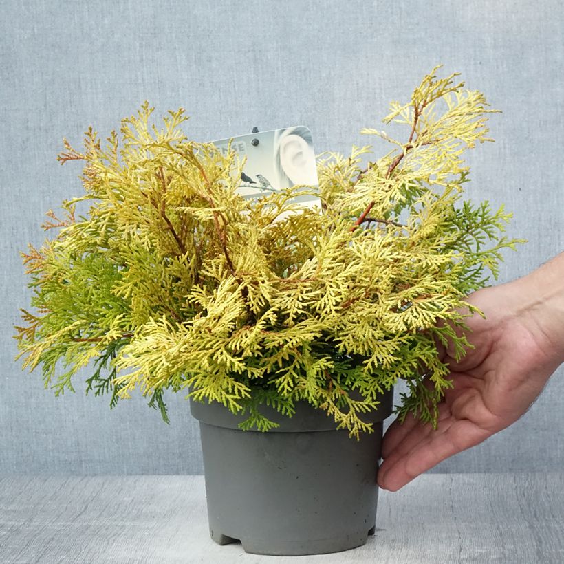 Ejemplar de Chamaecyparis obtusa Kamarachiba - Ciprés hinoki Maceta 2L/3LAltura de entrega aprox. 15/20cm entregado en verano