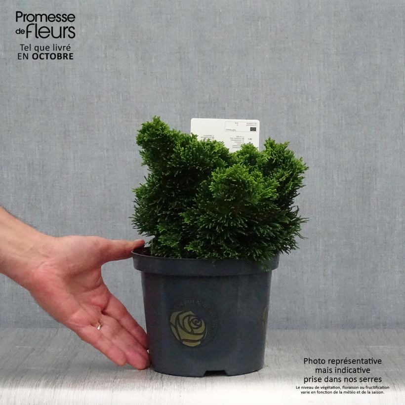 Ejemplar de Chamaecyparis obtusa Nana Gracilis - Ciprés hinoki Maceta 2L/3L entregado en otoño