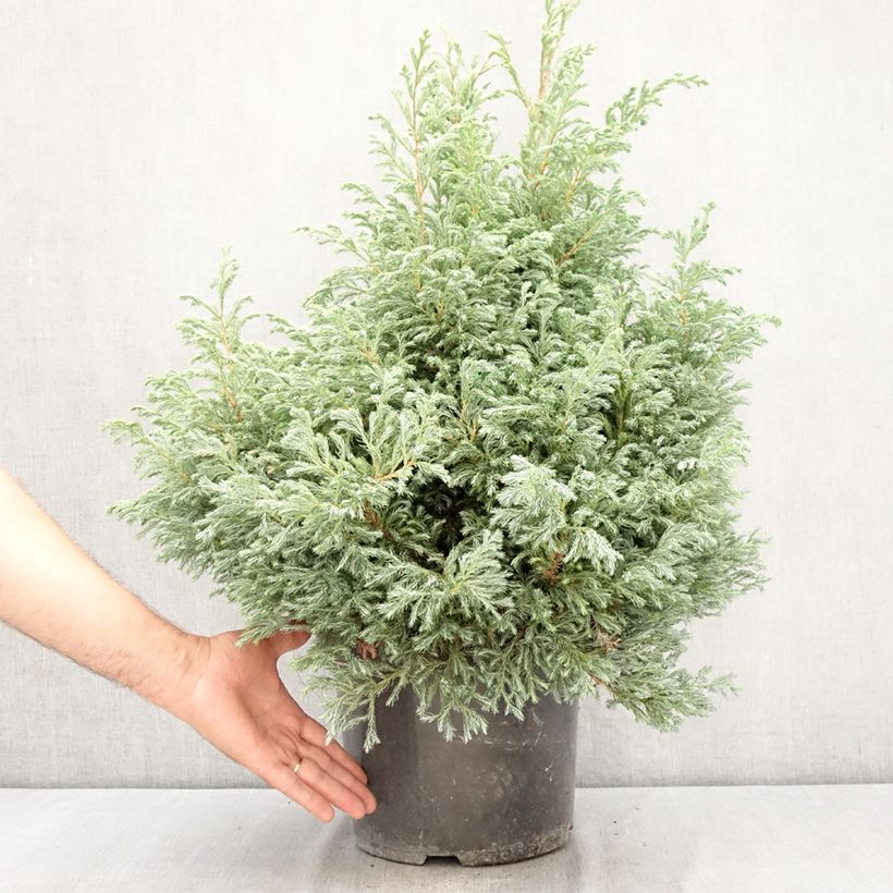 Ejemplar de Chamaecyparis pisifera Boulevard - Falso ciprés sawara Maceta 7,5L/10L entregado en verano