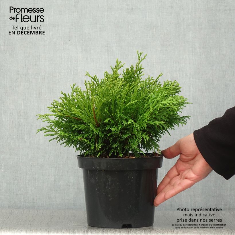 Ejemplar de Chamaecyparis pisifera Filip's Happy Day - Falso ciprés sawara Maceta 2L/3L entregado en otoño