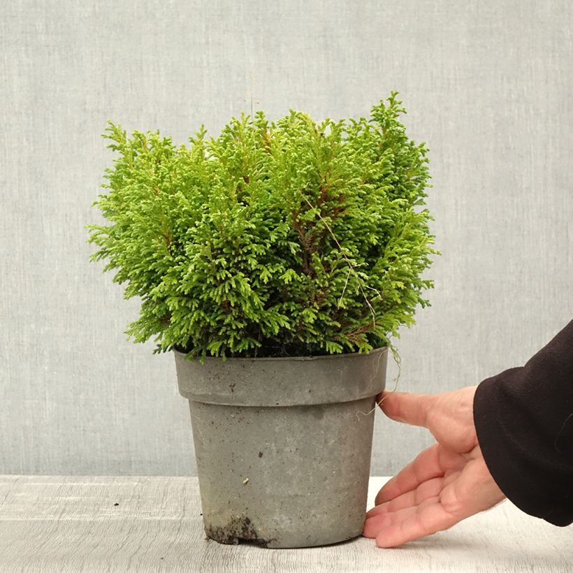 Ejemplar de Chamaecyparis pisifera Plumosa Compressa - Falso ciprés sawara Maceta 2L/3L entregado en otoño