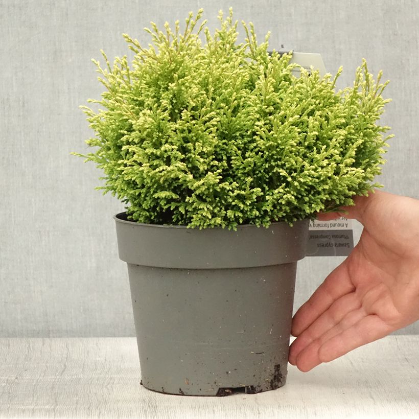 Ejemplar de Chamaecyparis pisifera Plumosa Compressa - Falso ciprés sawara Maceta 2L/3L entregado en verano