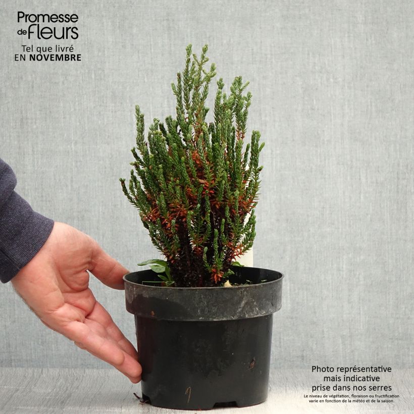 Ejemplar de Chamaecyparis thyoides Blue Rock - Falso ciprés Maceta 2L/3L entregado en otoño