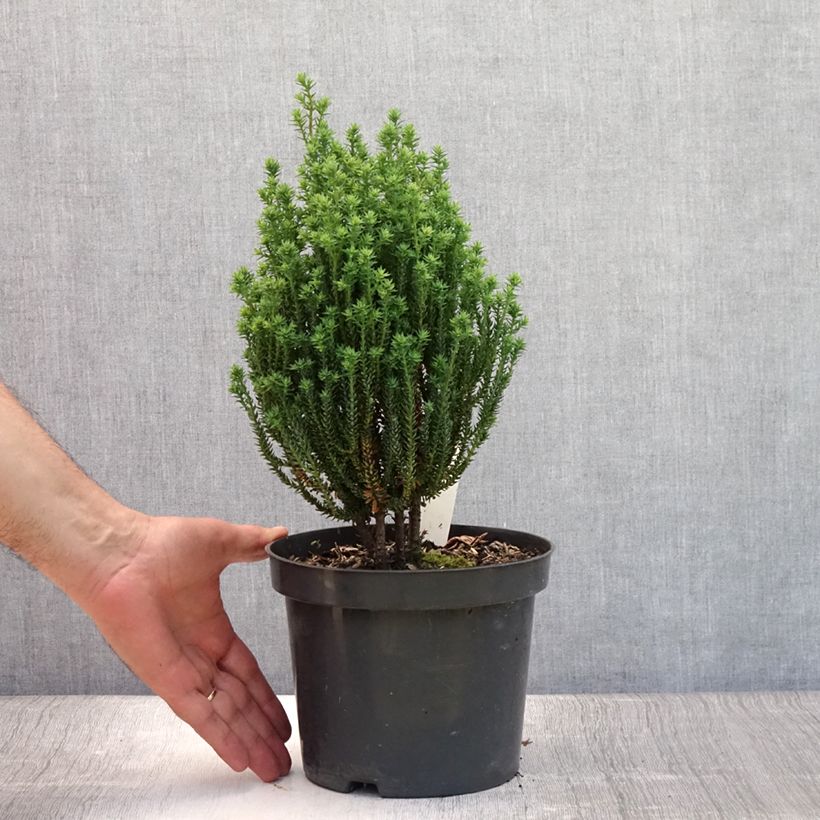 Ejemplar de Chamaecyparis thyoides Blue Rock - Falso ciprés Maceta 2L/3LAltura de entrega aprox. 15/20cm entregado en verano