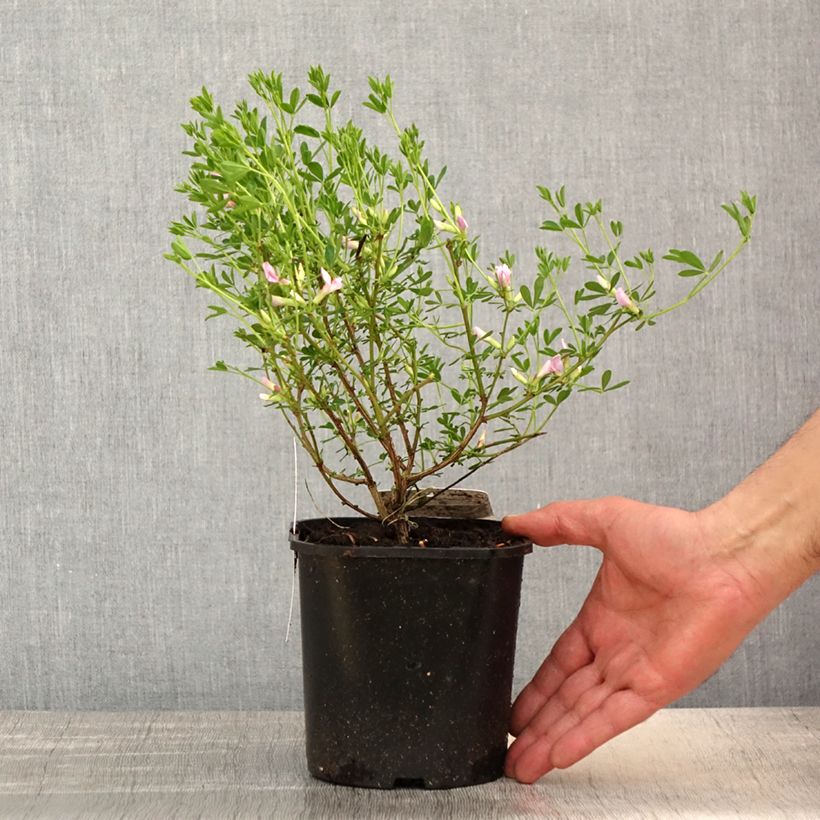 Chamaecytisus purpureus - Genêt pourpre Pot de 3L/4L Ejemplar entregado en la primavera