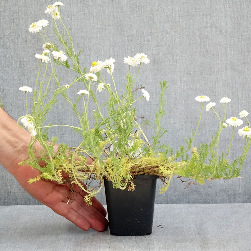 Ejemplar de Chamaemelum nobile Flore Pleno - Manzanilla romana Maceta de 8/9 cm entregado en verano