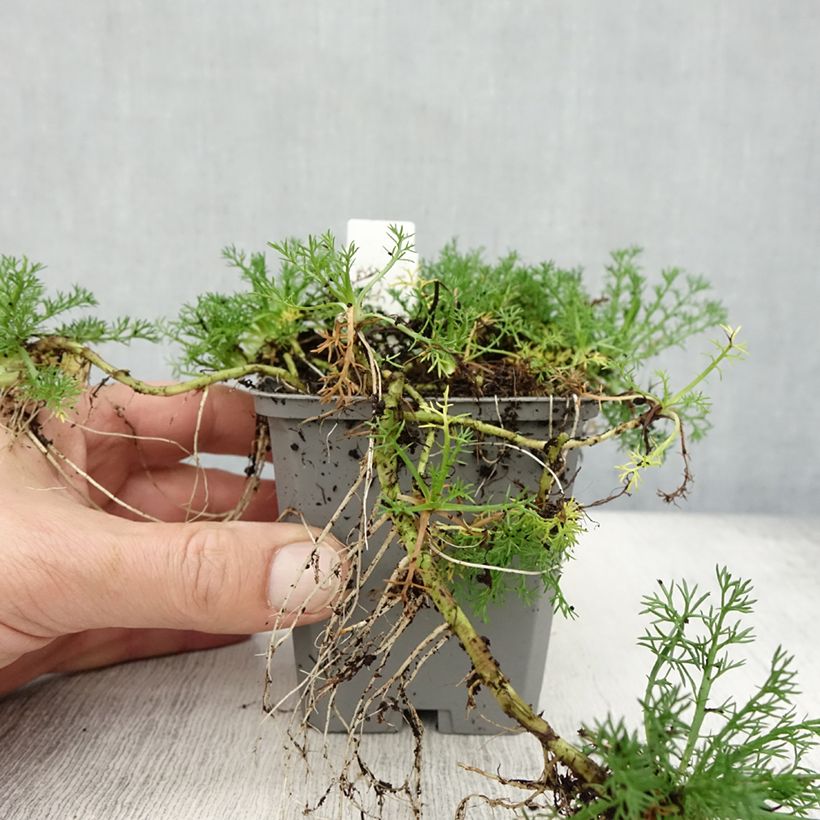 Ejemplar de Chamaemelum nobile Flore Pleno - Manzanilla romana Maceta de 8/9 cm entregado en otoño