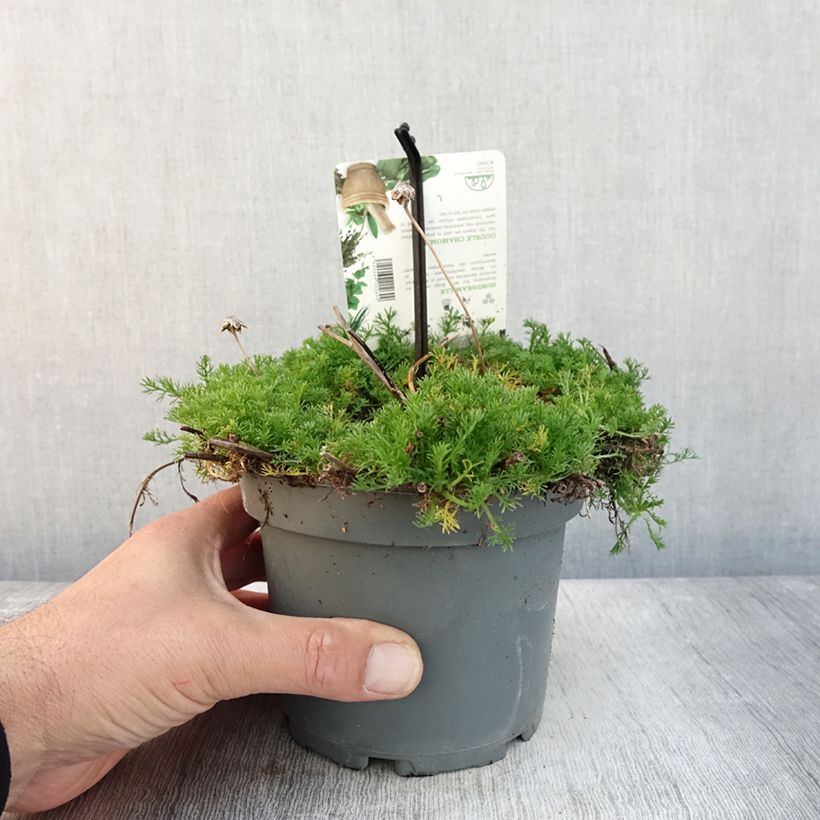 Ejemplar de Chamaemelum nobile Flore Pleno - Manzanilla romana Maceta 1,5L/2L entregado en otoño