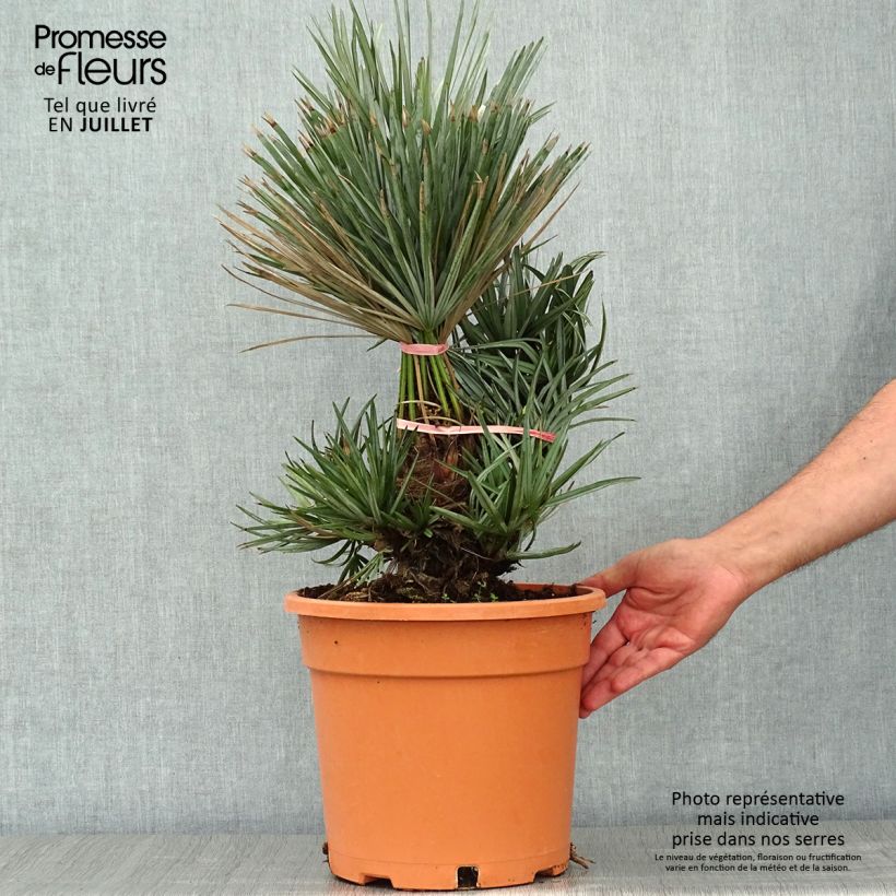Ejemplar de Chamaerops humilis var. cerifera - Palmito Maceta 7,5L/10L entregado en verano