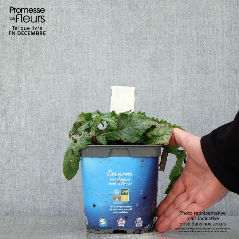 Ejemplar de Echinops ritro - Cardo de erizo Maceta 2L/3L entregado en otoño