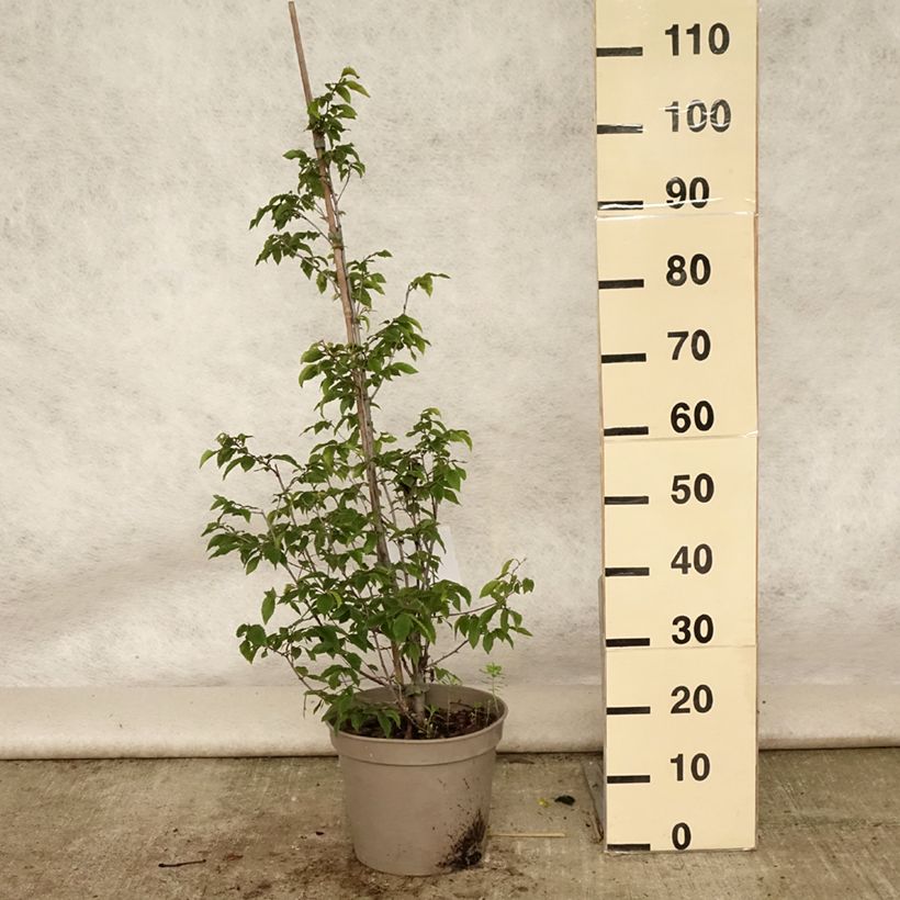 Ejemplar de Ostrya carpinifolia - Carpe negro Maceta 7,5L/10LAltura de entrega aprox. 60/80cm entregado en verano