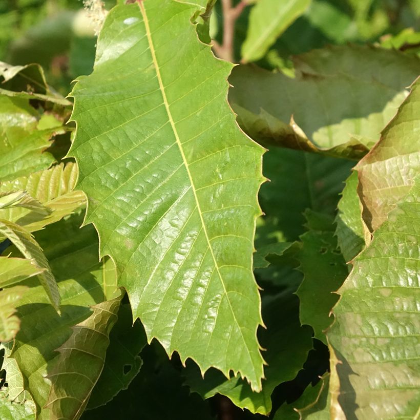Castaño Marsol (Follaje)