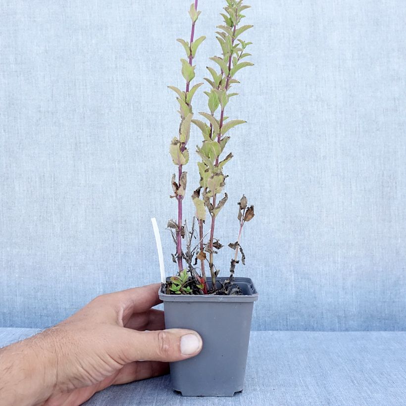 Ejemplar de Nepeta nuda Anne's Choice Maceta de 8/9 cm entregado en verano