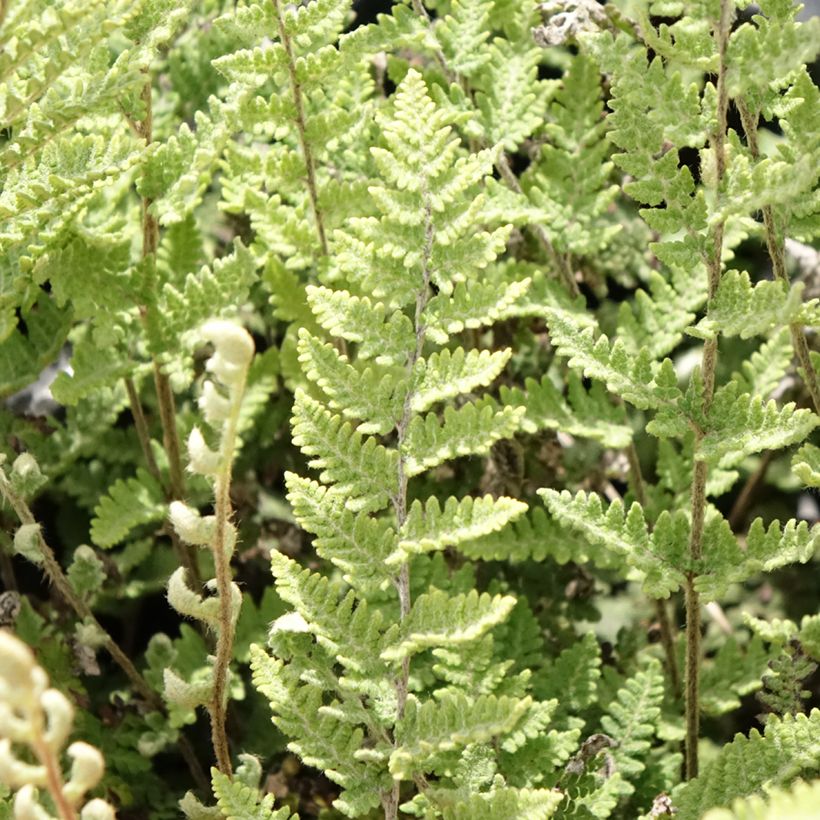 Cheilanthes lanosa Cimbra (Follaje)