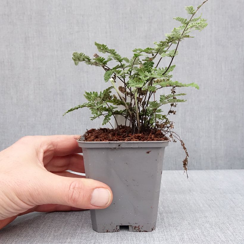 Cheilanthes lanosa Cimbra Maceta de 8/9 cm Ejemplar entregado en invierno