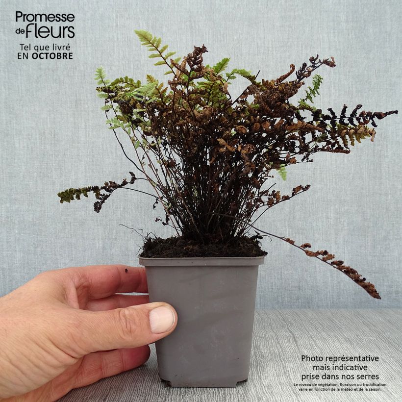 Ejemplar de Cheilanthes lanosa - Helecho de labios peludos Maceta de 8/9 cm entregado en otoño