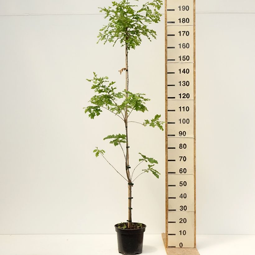 Quercus cerris Curly Head - Roble de Turquía Maceta 7,5L/10LAltura de entrega aprox. 30/40cm Ejemplar entregado en la primavera