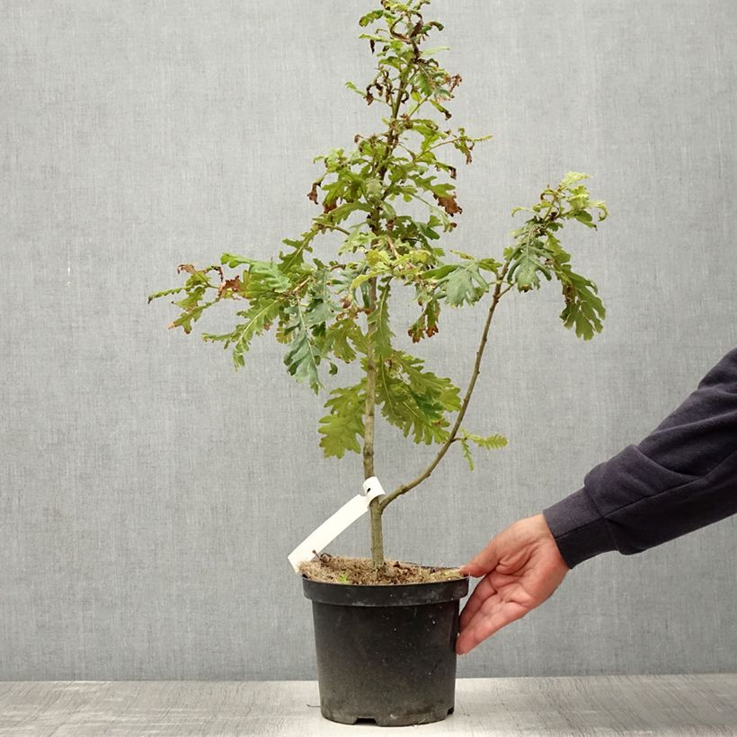 Ejemplar de Roble de Hungría - Quercus frainetto Maceta 4L/5L entregado en verano