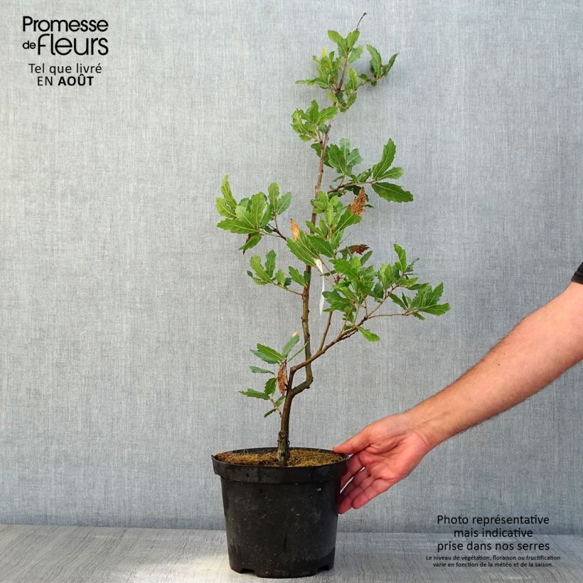 Ejemplar de Quercus turneri var.pseudoturneri Spencer Turner Maceta 4L/5L entregado en verano