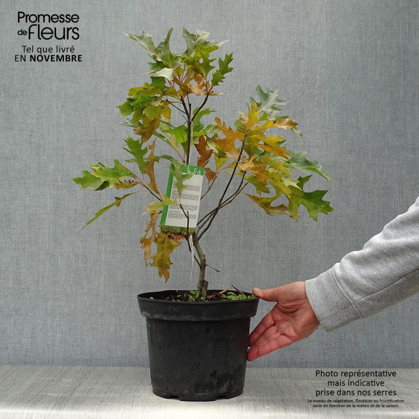 Ejemplar de Quercus palustris Isabel - Roble de los pantanos Maceta 4L/5L entregado en otoño