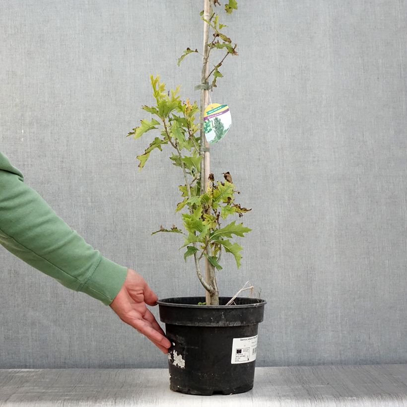 Ejemplar de Quercus palustris Green Pillar - Roble de los pantanos Maceta 4L/5LAltura de entrega aprox. 60/80cm entregado en verano