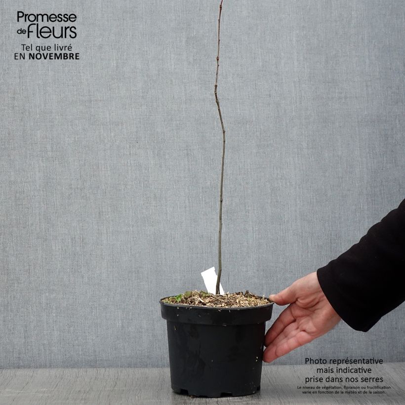 Ejemplar de Roble de los pantanos - Quercus palustris Maceta 3L/4L entregado en otoño