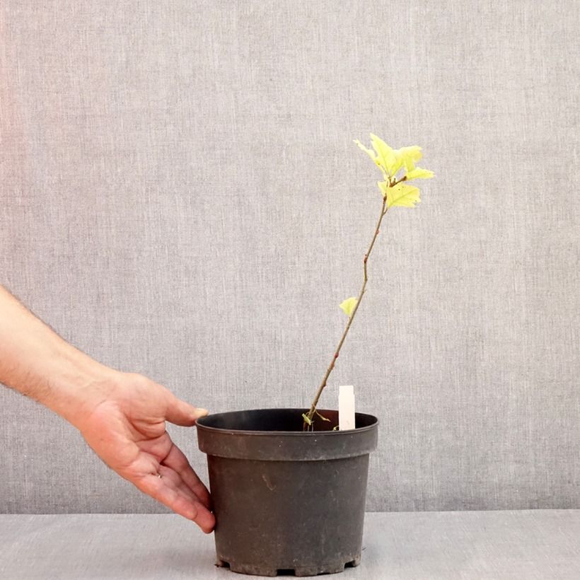 Ejemplar de Roble de los pantanos - Quercus palustris Maceta 3L/4L entregado en verano