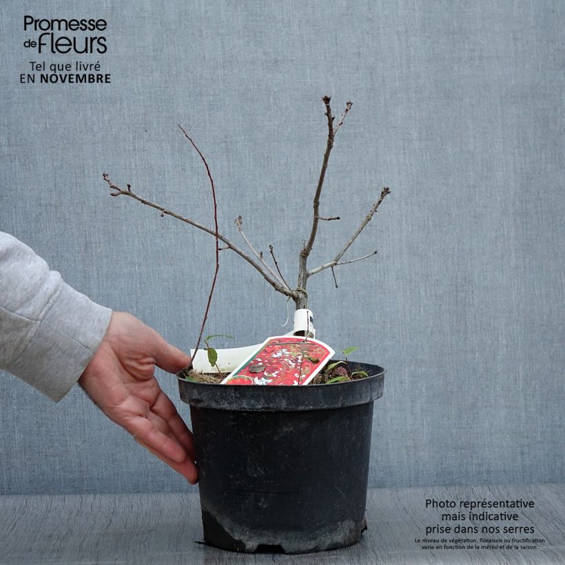 Ejemplar de Quercus coccinea Splendens - Roble escarlata Maceta 4L/5L entregado en otoño
