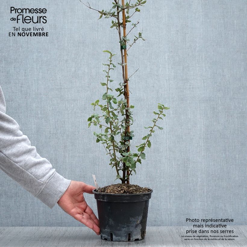Ejemplar de Quercus suber - Alcornoque Maceta 3L/4L entregado en otoño