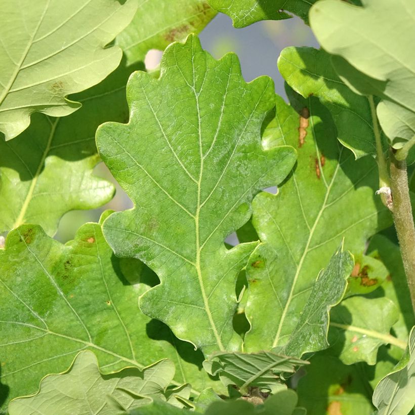 Quercus robur Monument - Roble común (Follaje)