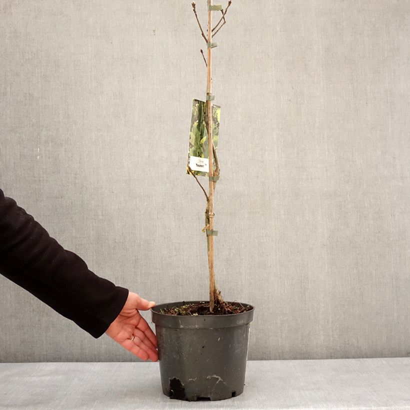 Quercus robur Monument - Roble común Maceta 4L/5L Ejemplar entregado en invierno