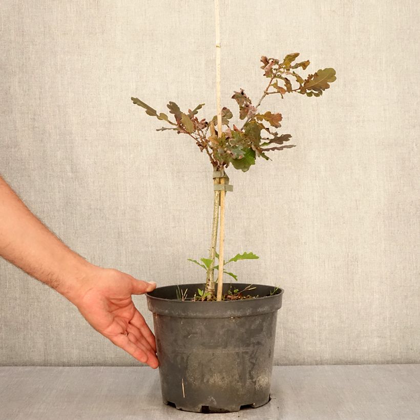 Ejemplar de Quercus robur Atropurpurea - Roble común Maceta 4L/5L entregado en verano