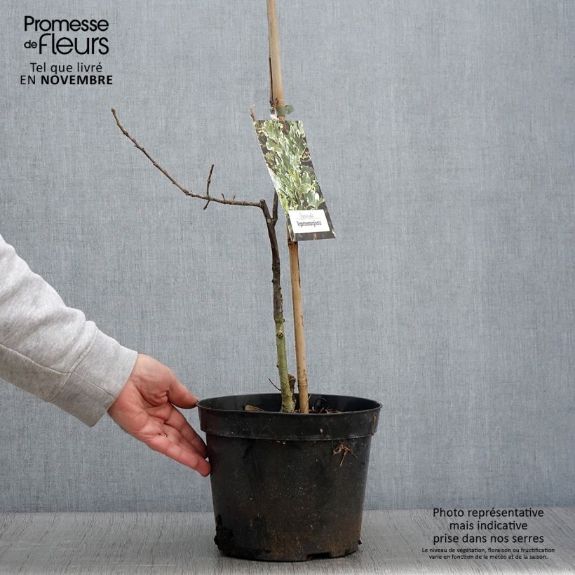Ejemplar de Quercus robur Argenteomarginata - Roble común Maceta 4L/5L entregado en otoño