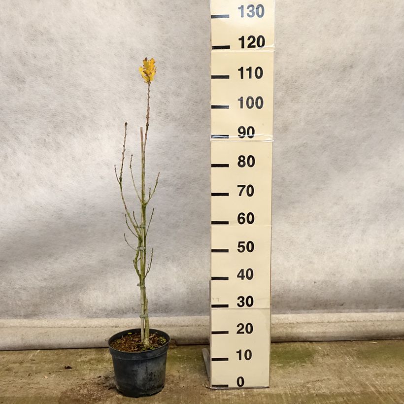 Ejemplar de Quercus robur Fastigiata - Roble de porte columnar Maceta 4L/5L entregado en otoño